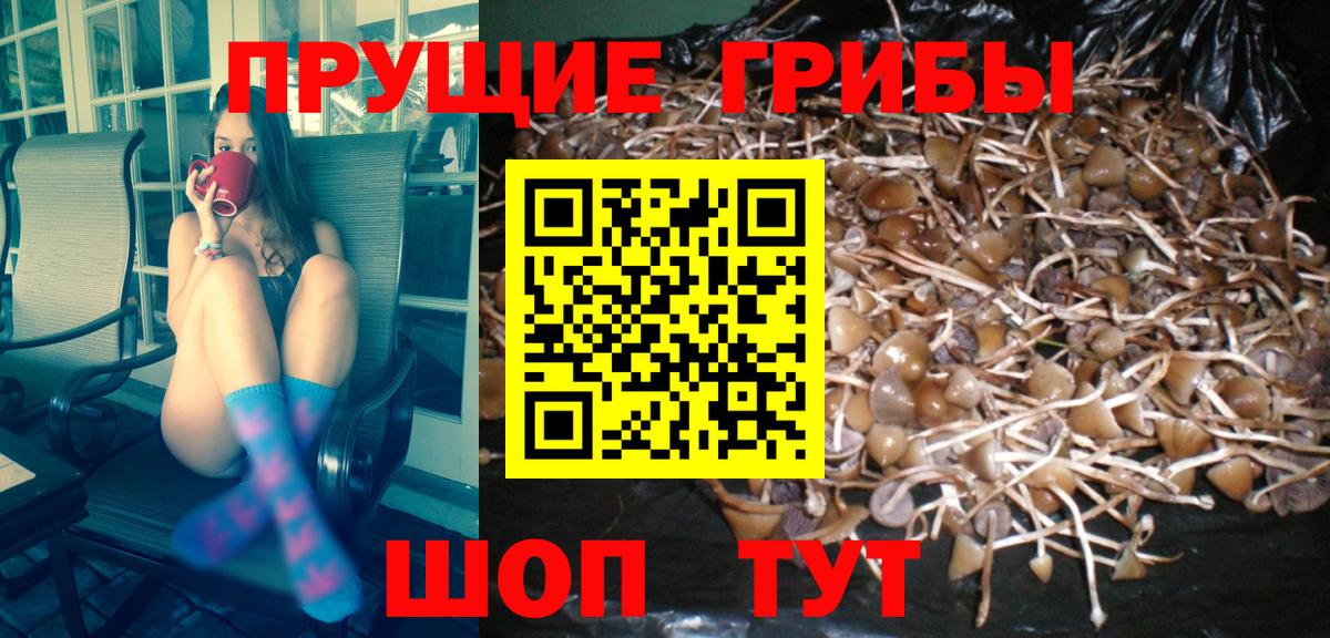 Галлюциногенные грибы Psilocybe Щёлково